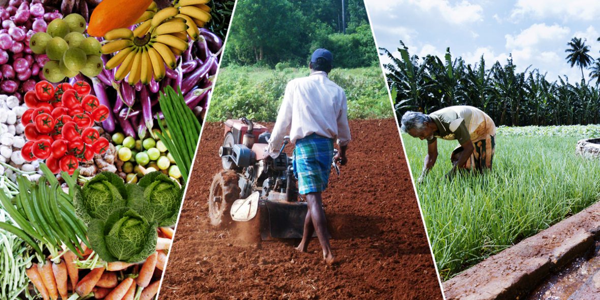 introducing-innovative-agricultural-methods-in-sri-lanka-chemonics